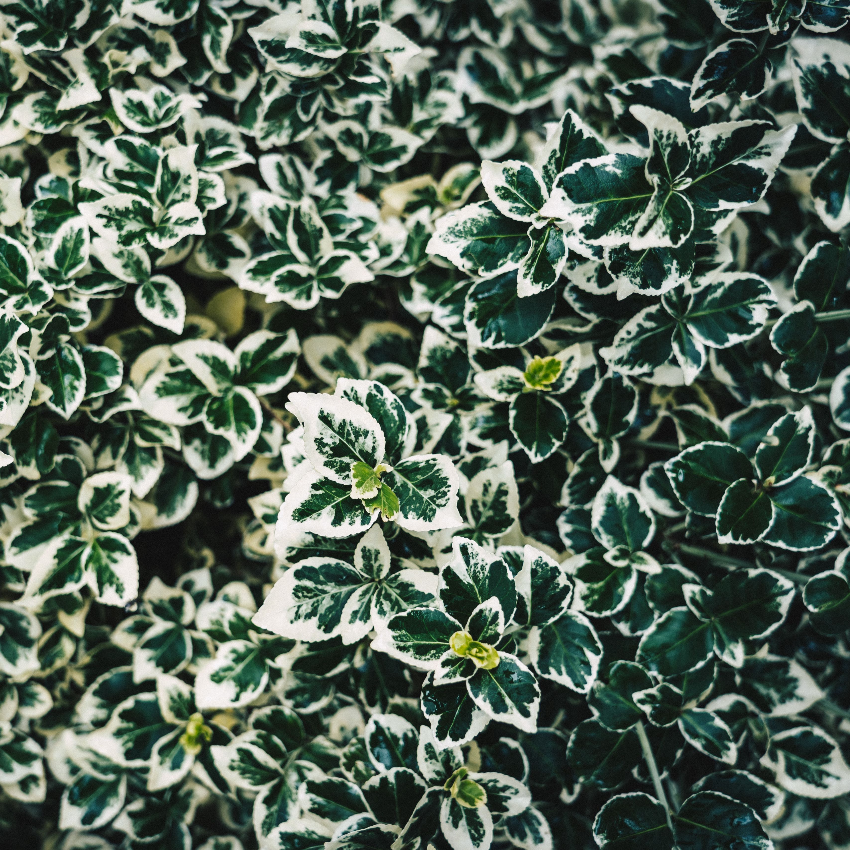 бело зеленые листья названия и фото