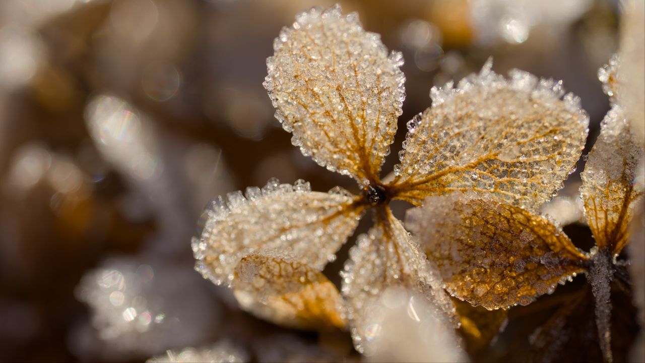 Обои листья, лед, иней, блики, макро