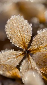 Превью обои листья, лед, иней, блики, макро