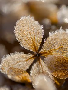 Превью обои листья, лед, иней, блики, макро