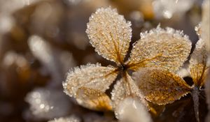 Превью обои листья, лед, иней, блики, макро