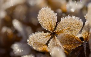 Превью обои листья, лед, иней, блики, макро