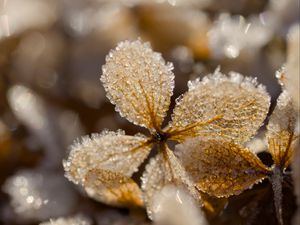 Превью обои листья, лед, иней, блики, макро