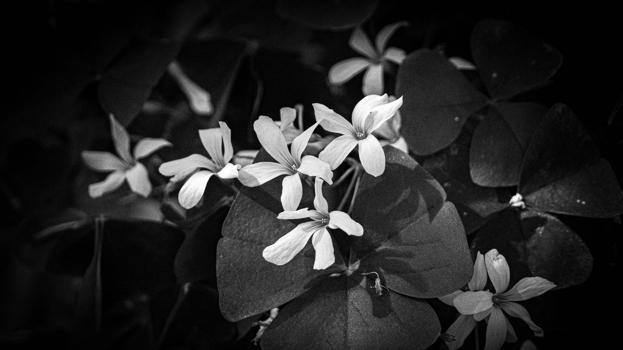 Обои листья, лепестки, цветы, растения, темный, чб