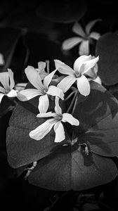 Превью обои листья, лепестки, цветы, растения, темный, чб