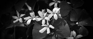 Превью обои листья, лепестки, цветы, растения, темный, чб