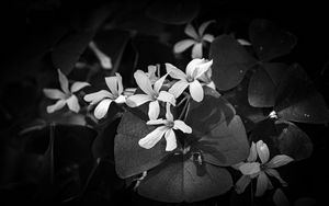 Превью обои листья, лепестки, цветы, растения, темный, чб