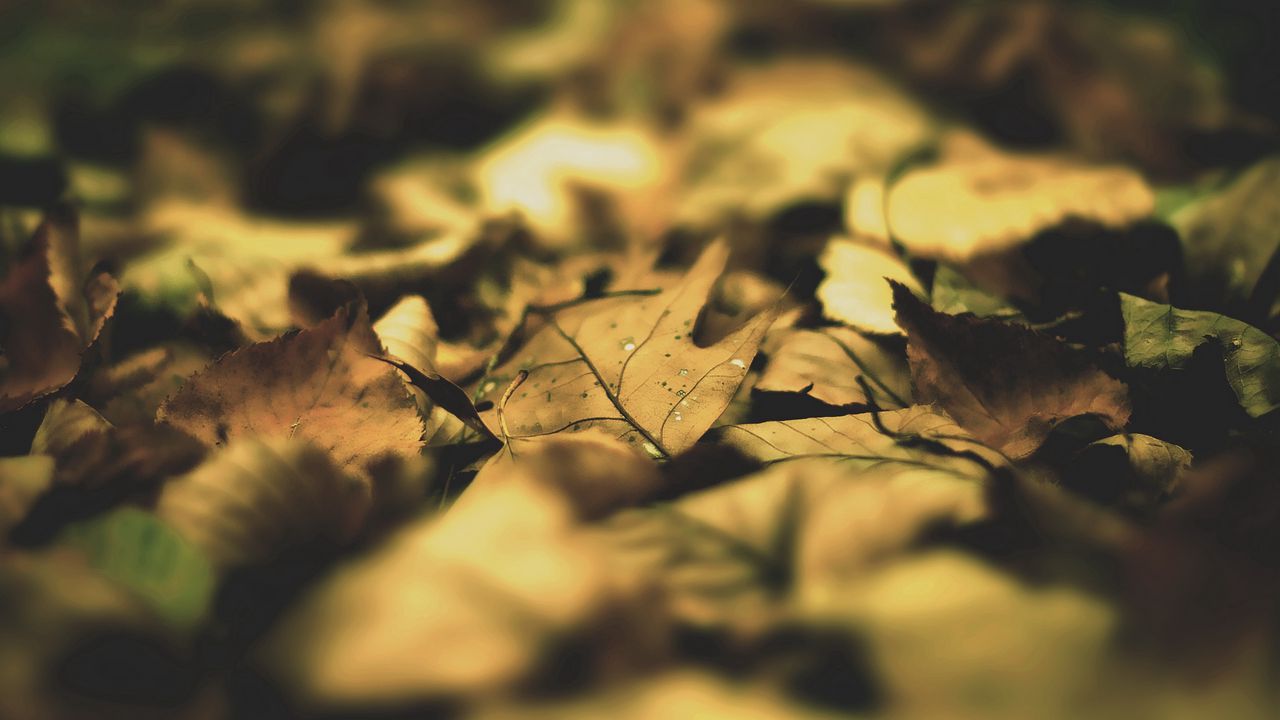 Обои листья, листва, осень, кленовый