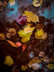 Превью обои листья, лужа, вода, осень