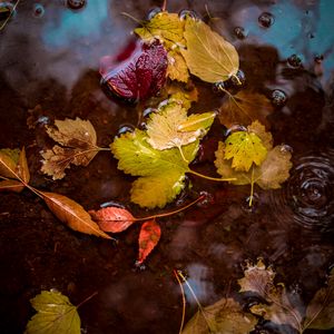 Превью обои листья, лужа, вода, осень