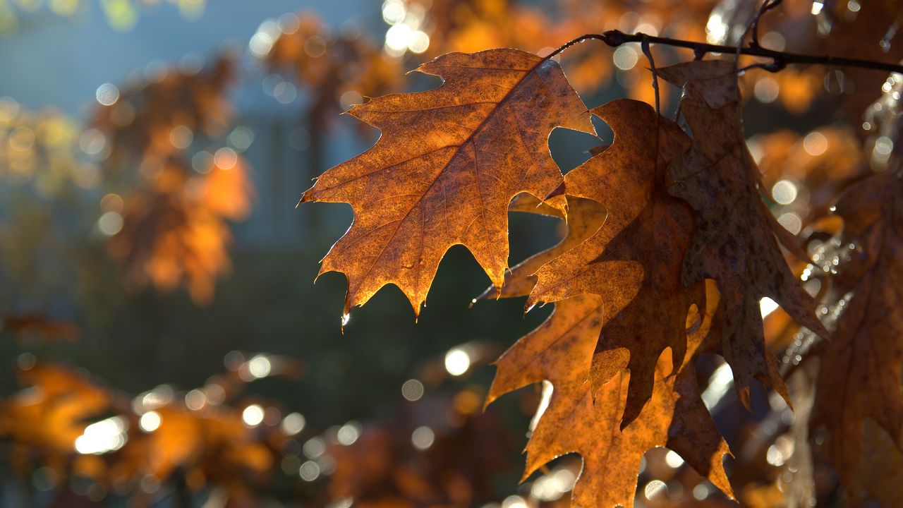 Обои листья, макро, коричневый, осень