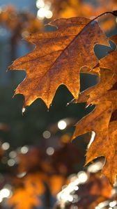 Превью обои листья, макро, коричневый, осень