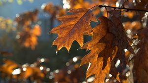 Превью обои листья, макро, коричневый, осень