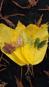 Превью обои листья, макро, осень, цвета, оттенки