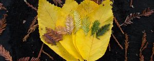 Превью обои листья, макро, осень, цвета, оттенки
