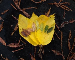 Превью обои листья, макро, осень, цвета, оттенки