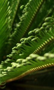 Превью обои листья, макро, папоротник, зеленый