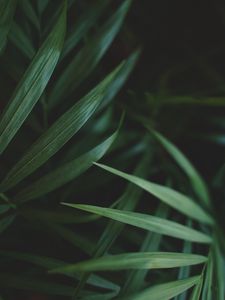 Превью обои листья, макро, растение, пальма, зеленый