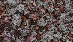 Превью обои листья, мох, сухой, земля, опавший, осень