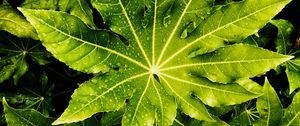 Превью обои листья, мокрый, капли, зеленый, макро