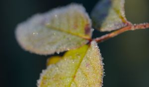 Превью обои листья, мороз, лед, макро