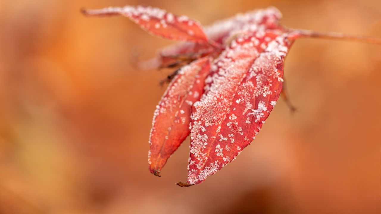Обои листья, мороз, снег, осень, макро