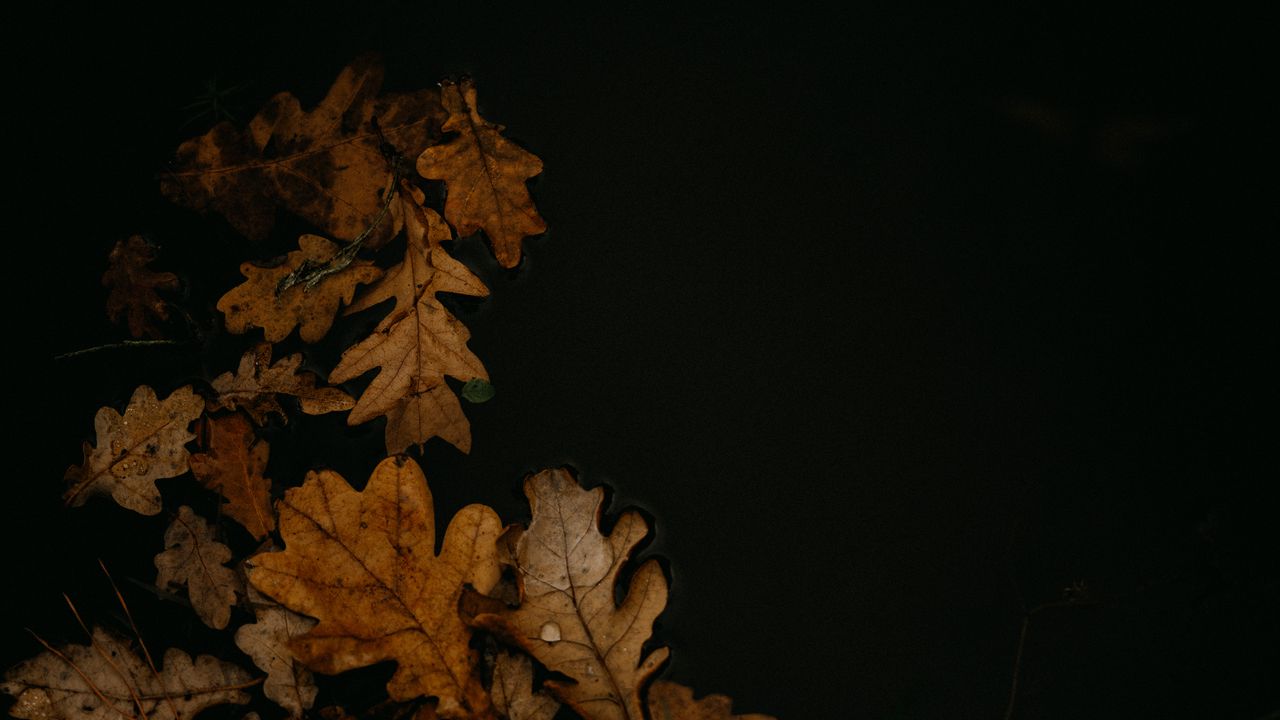 Обои листья, опавшая листва, лужа, осень, коричневый