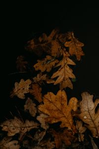 Превью обои листья, опавшая листва, лужа, осень, коричневый