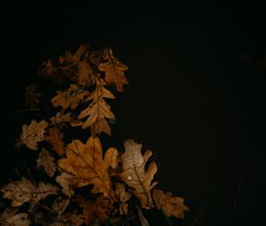Превью обои листья, опавшая листва, лужа, осень, коричневый