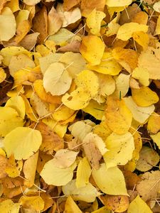 Превью обои листья, опавшая листва, осень, желтый