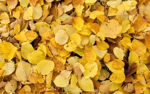 Превью обои листья, опавшая листва, осень, желтый