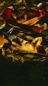 Превью обои листья, опавший, мокрый, темный, осень