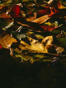 Превью обои листья, опавший, мокрый, темный, осень