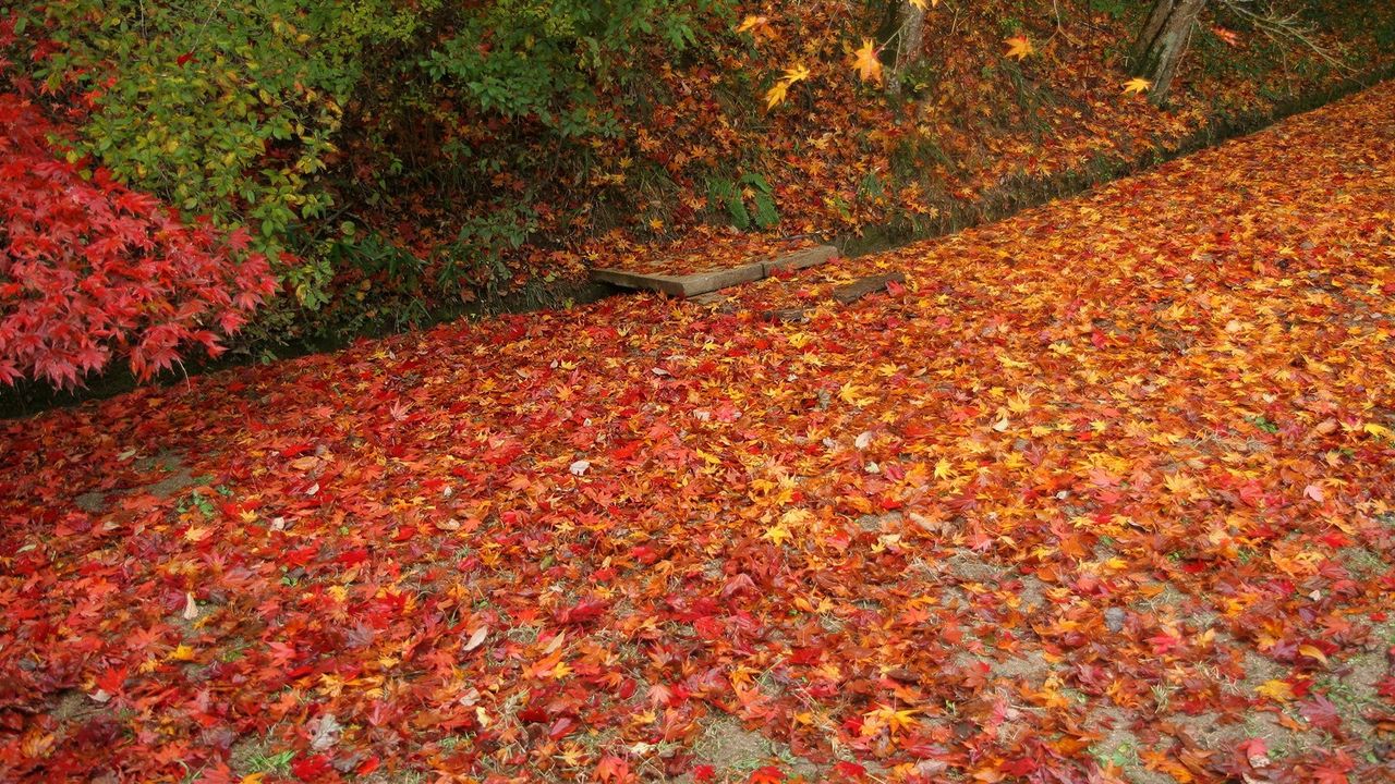 Обои листья, опавший, осень
