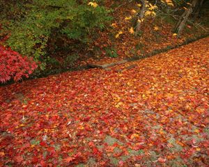 Превью обои листья, опавший, осень