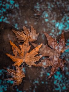 Превью обои листья, опавший, вода, мокрый, осень