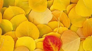 Превью обои листья, осень, береза, желтый, красный