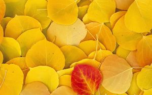 Превью обои листья, осень, береза, желтый, красный
