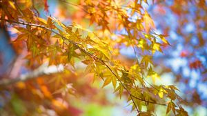 Превью обои листья, осень, дерево, ветка