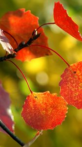 Превью обои листья, осень, дерево, ветка
