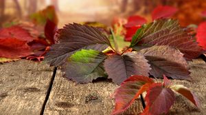 Превью обои листья, осень, доски, природа