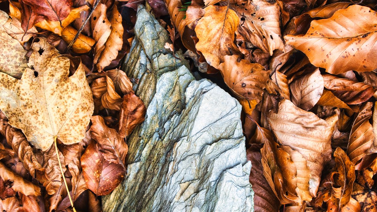 Обои листья, осень, камень, лес, оранжевый, природа