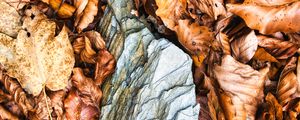 Превью обои листья, осень, камень, лес, оранжевый, природа