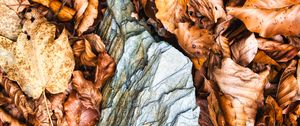 Превью обои листья, осень, камень, лес, оранжевый, природа