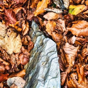 Превью обои листья, осень, камень, лес, оранжевый, природа