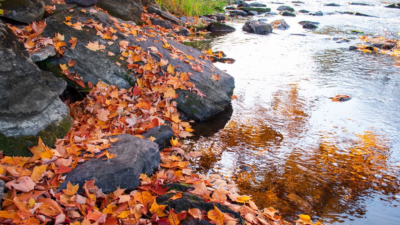 Обои листья, осень, камни, река, природа