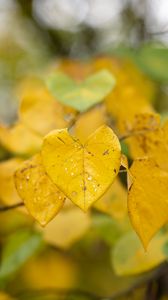 Превью обои листья, осень, капли, дождь, макро, размытие, желтый