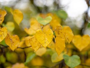 Превью обои листья, осень, капли, дождь, макро, размытие, желтый
