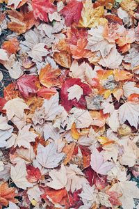 Превью обои листья, осень, капли, мокрый
