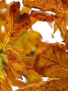 Превью обои листья, осень, каштан, желтые